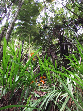 In Hawaiis Wäldern Fotos