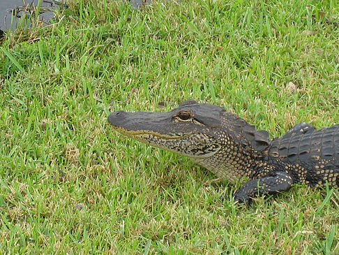 Krokodil Foto 