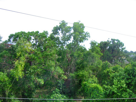 Baum
