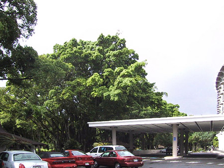 Hawaiis Straßenränder